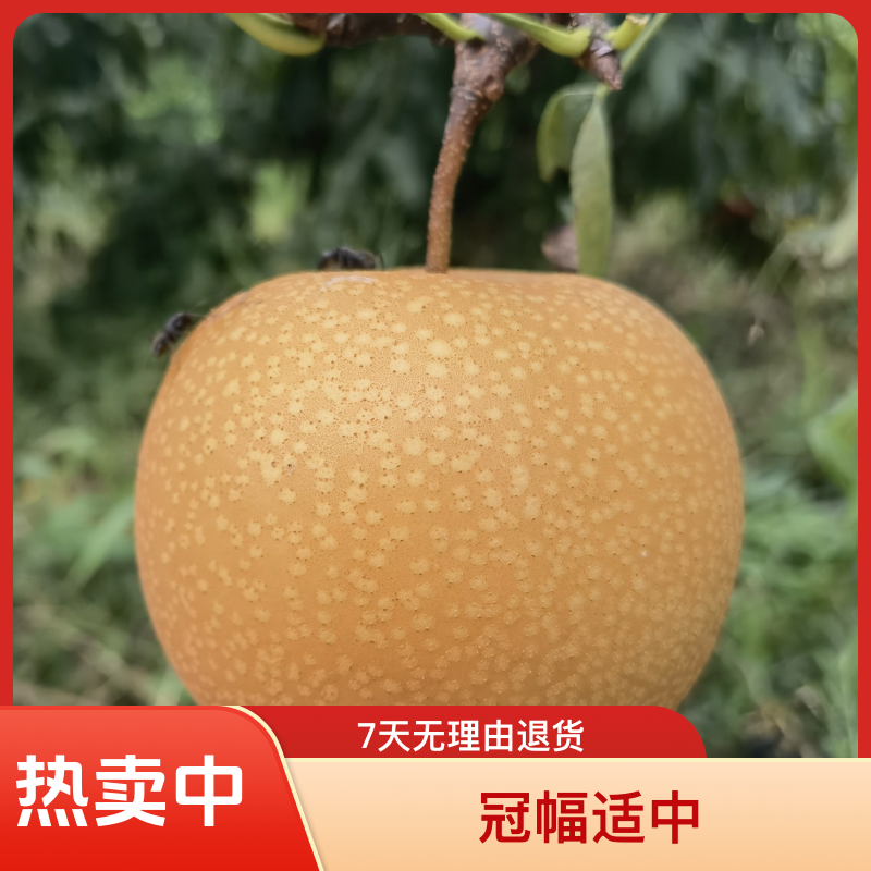 黑涞金冠雪梨树苗好吃好种香甜化渣南北种植好看好吃