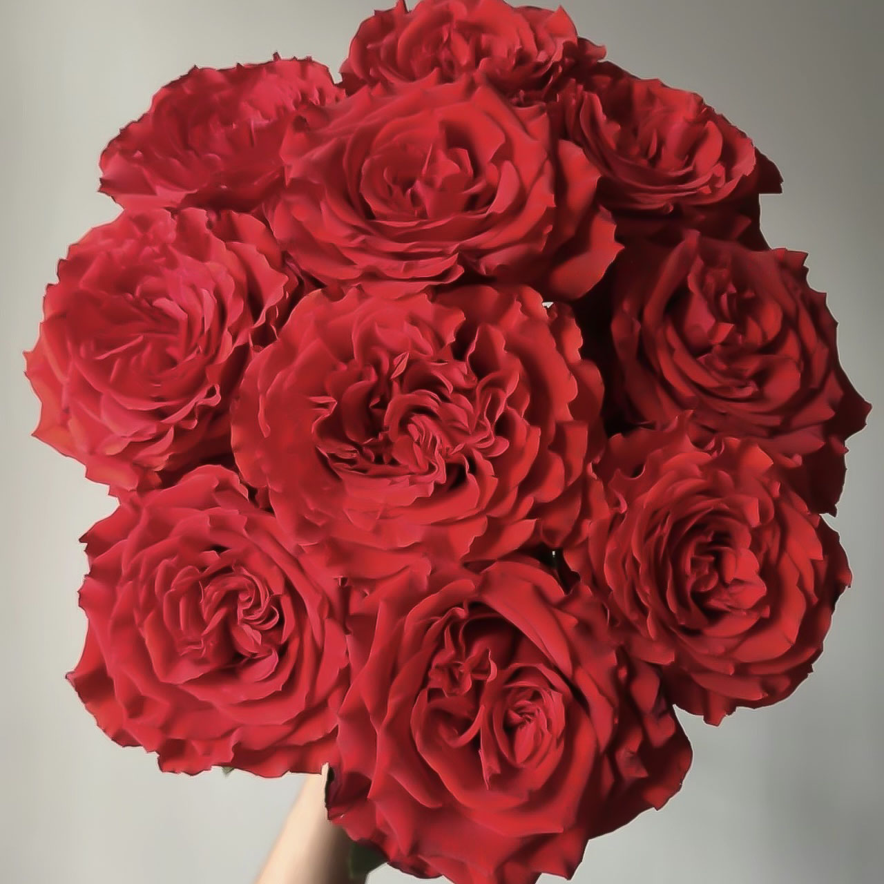 珍爱20枝玫瑰【1单包邮】云南鲜花