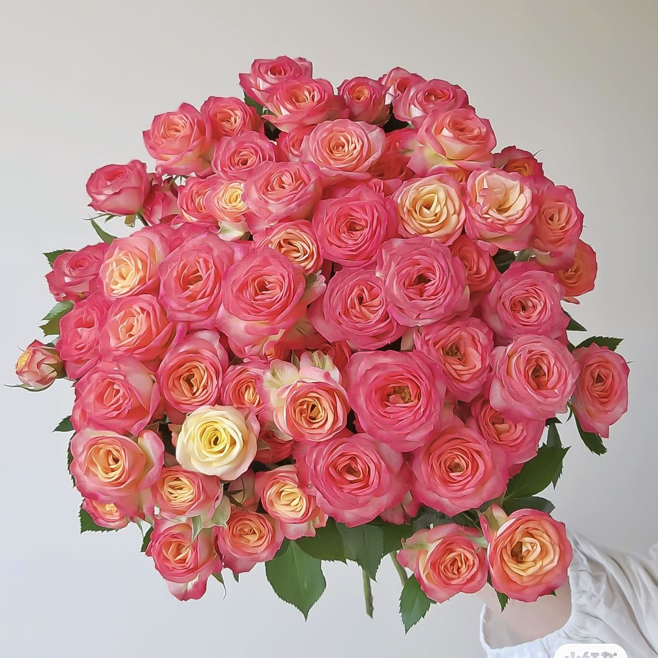 多头玫瑰-爱丽丝10枝【1单包邮】云南鲜花