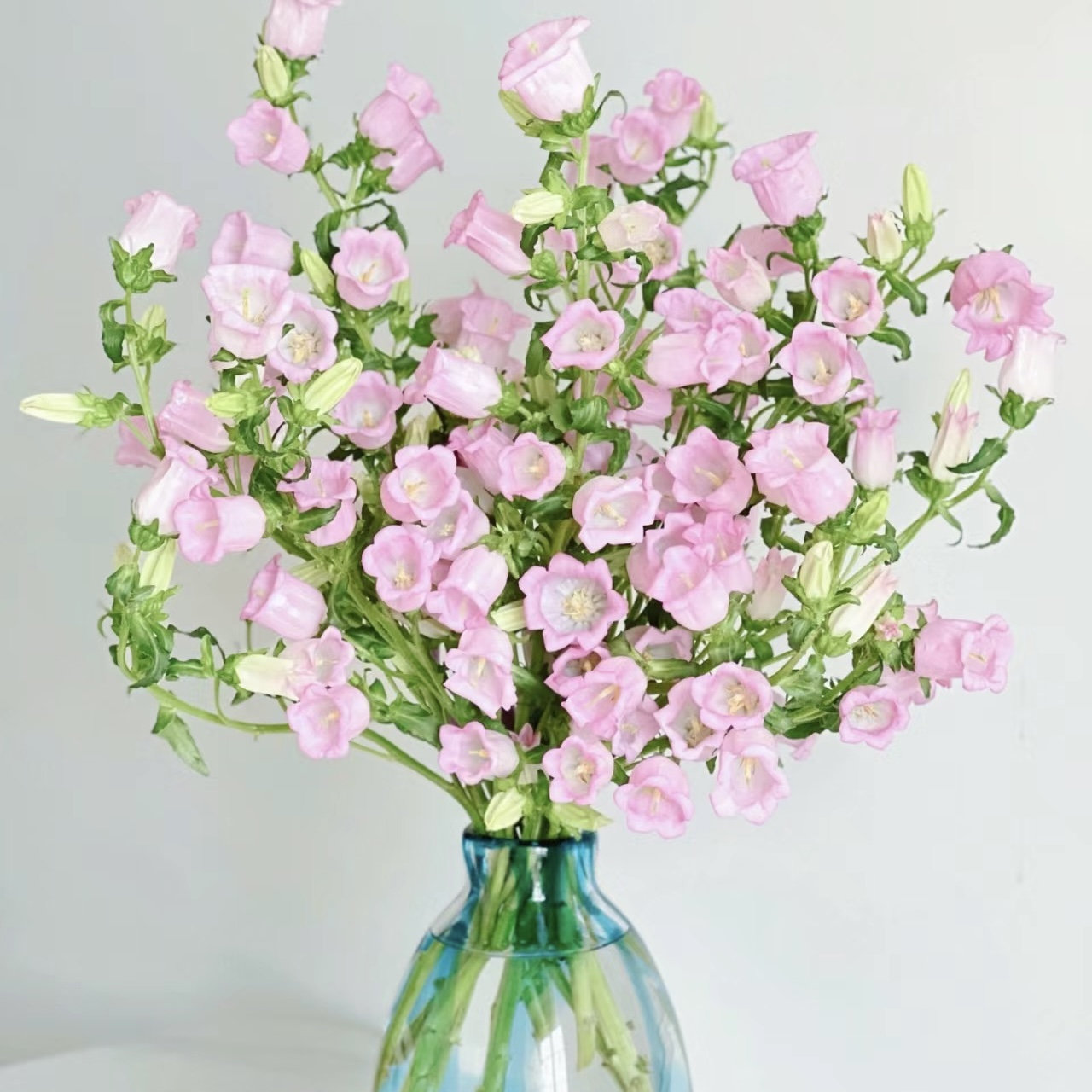 风铃花（1单中通2单发京东顺丰）风铃花超美