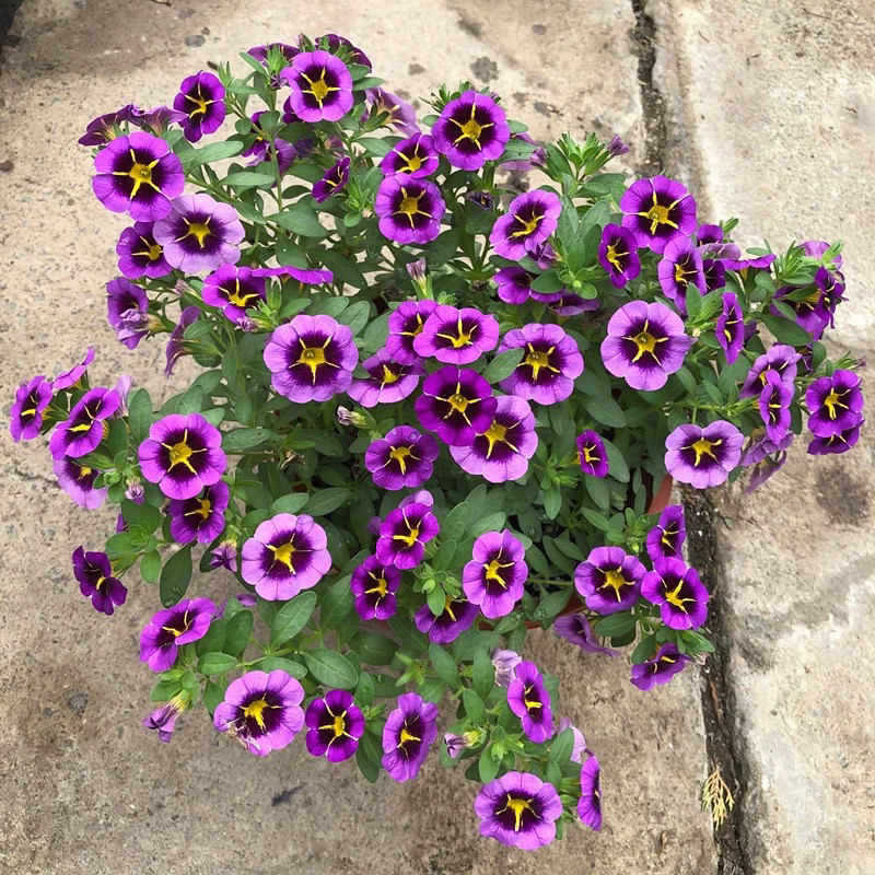 紫色矮牵牛花苗盆栽 牵牛花苗 阳台庭院植物花卉盆栽