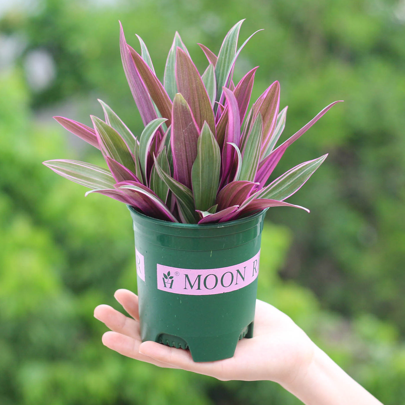 紫露兰室内客厅盆栽植物水培绿植花卉办公室阳台好养吊兰净化空气