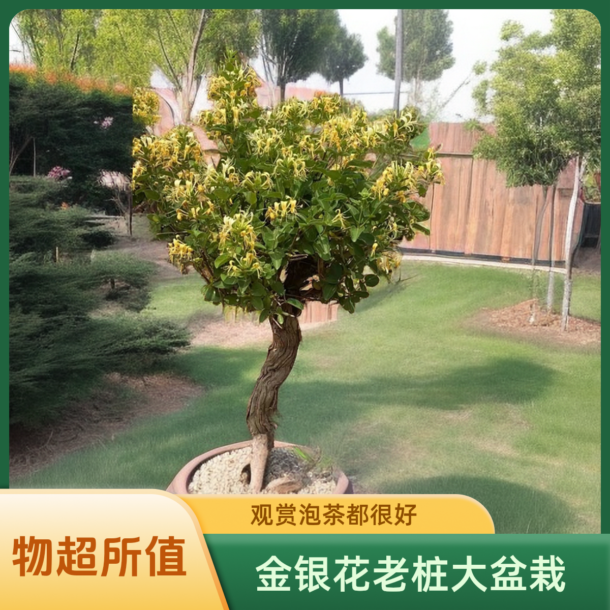 金银花茶树大盆栽植物绿化庭院基地绿植大盆栽观赏泡茶植株成活高