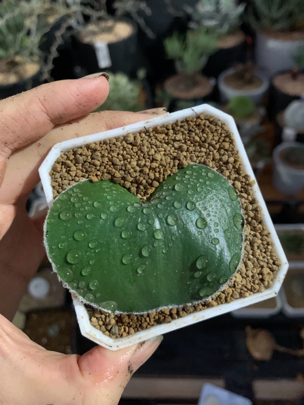 毛爱心雾冰玉一物一拍