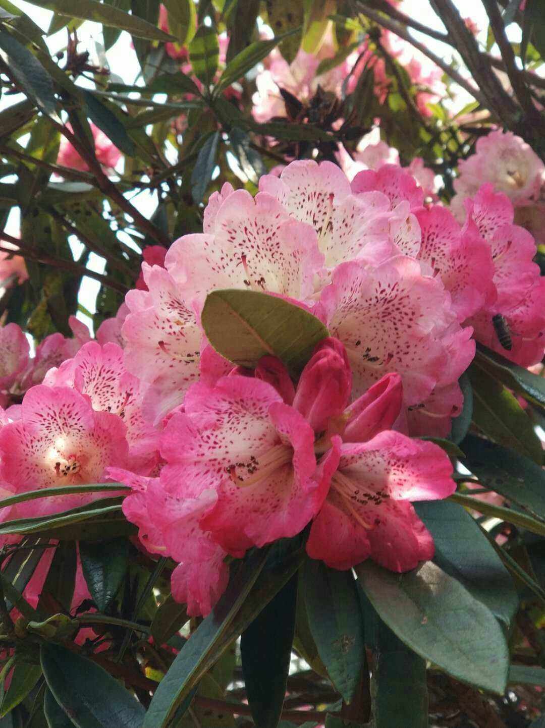 马樱花颜色都有，供参考，喜欢的左滑右滑都能看见源头三角梅基地