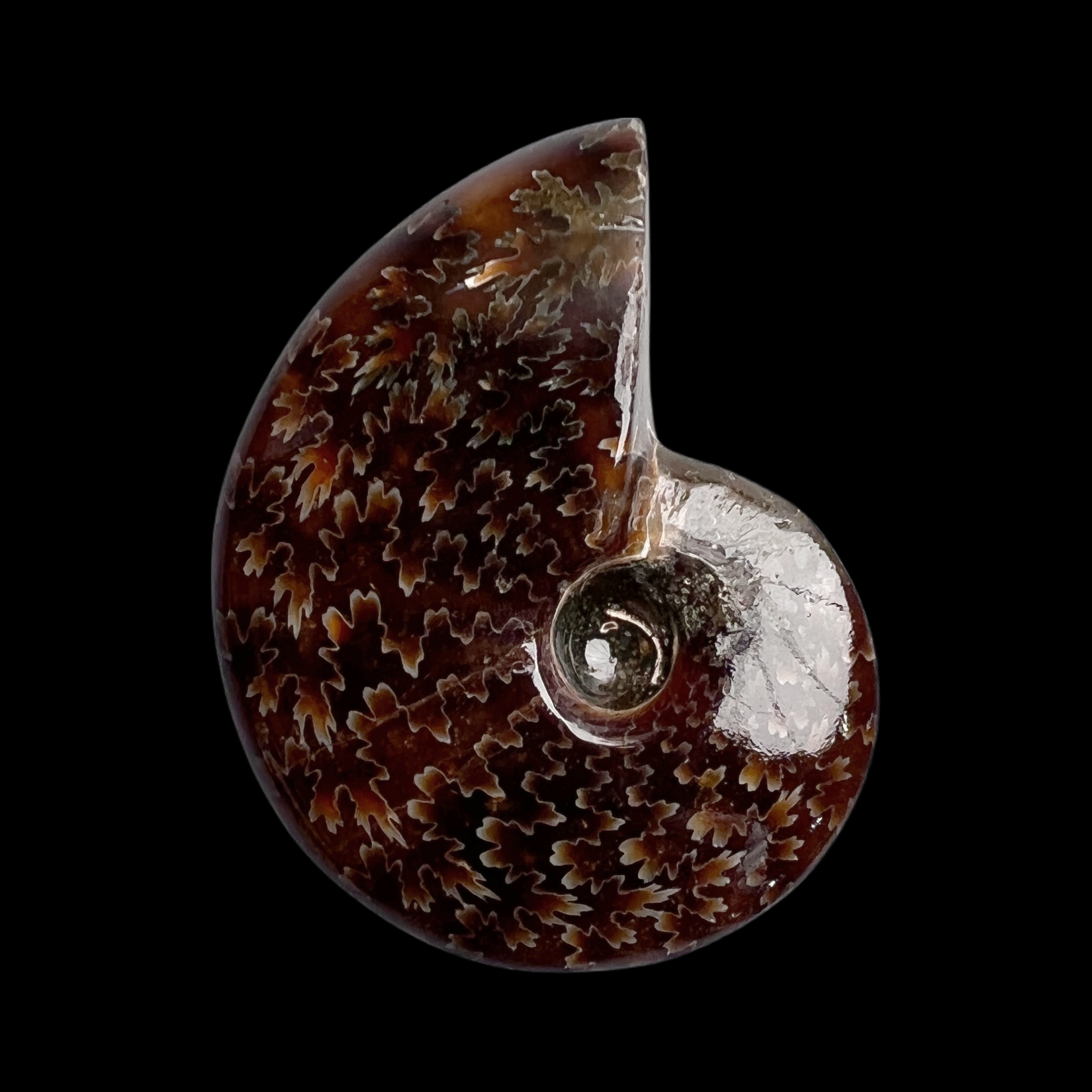 【石来运转-叶菊石A】50-60mm（玉化）天然！ 马达加斯加 古贝壳