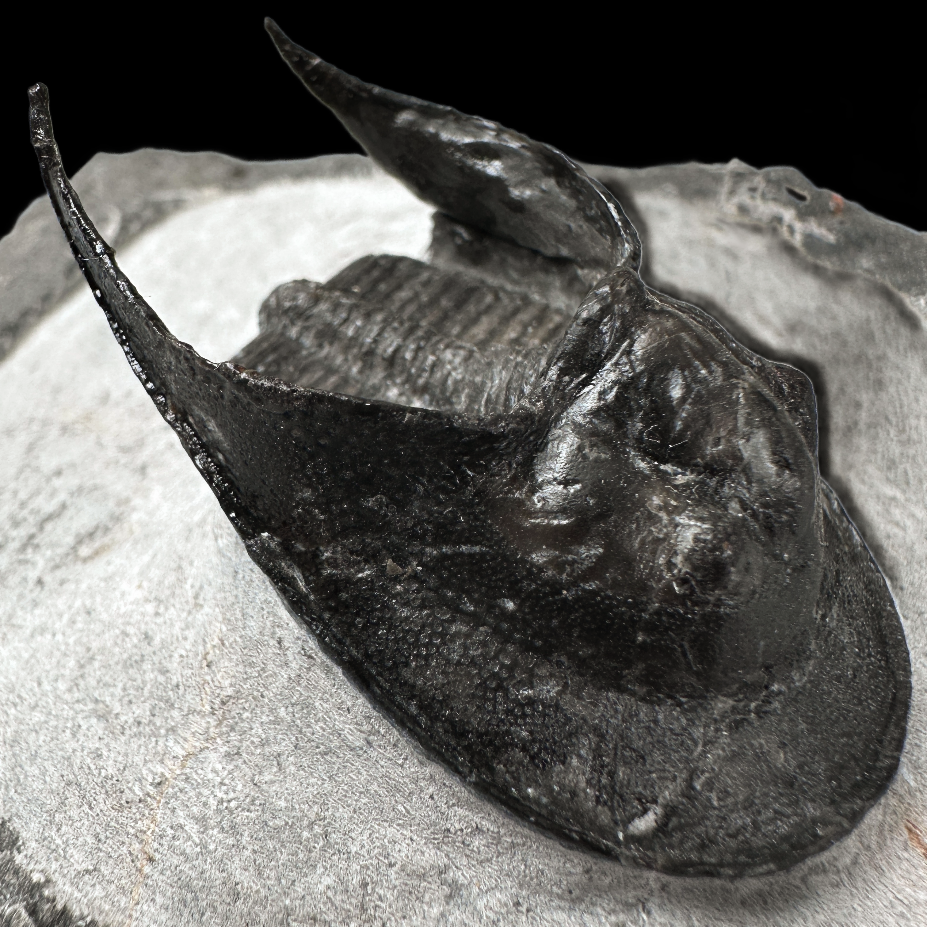 【镰虫三叶虫】净尺寸48.8mm 中泥盆纪3.8亿年（珍藏）贝壳的朋友E