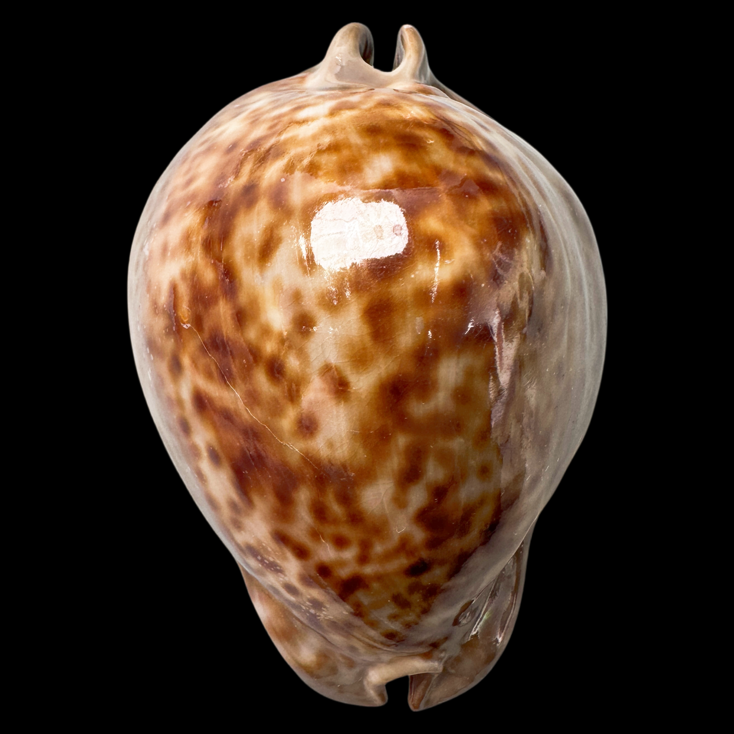 【大花鼠宝螺】87.8mm 大尺寸 产地：西非 贝壳C a