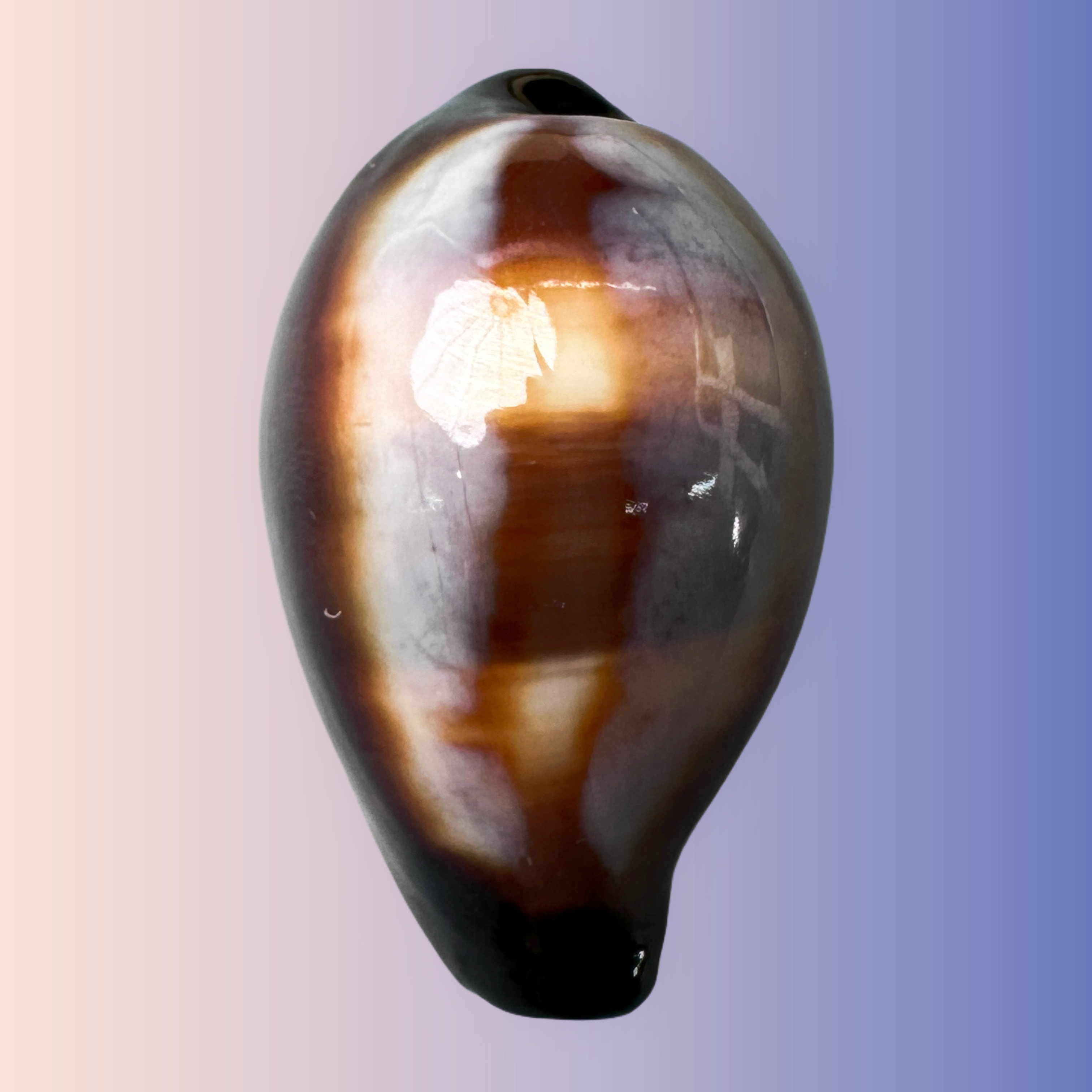 【码腦宝螺】41.9mm GEM 大尺寸！产地：印尼 贝壳G t