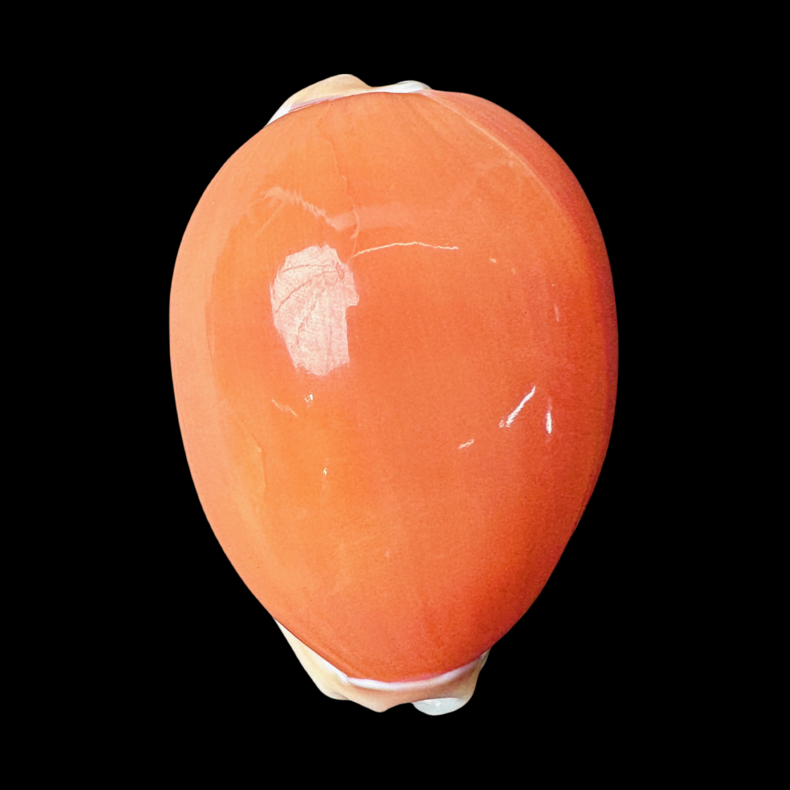 【HJ宝螺】81.7mm GEM 颜色红润 壳表生长线天然如图4 贝壳M7