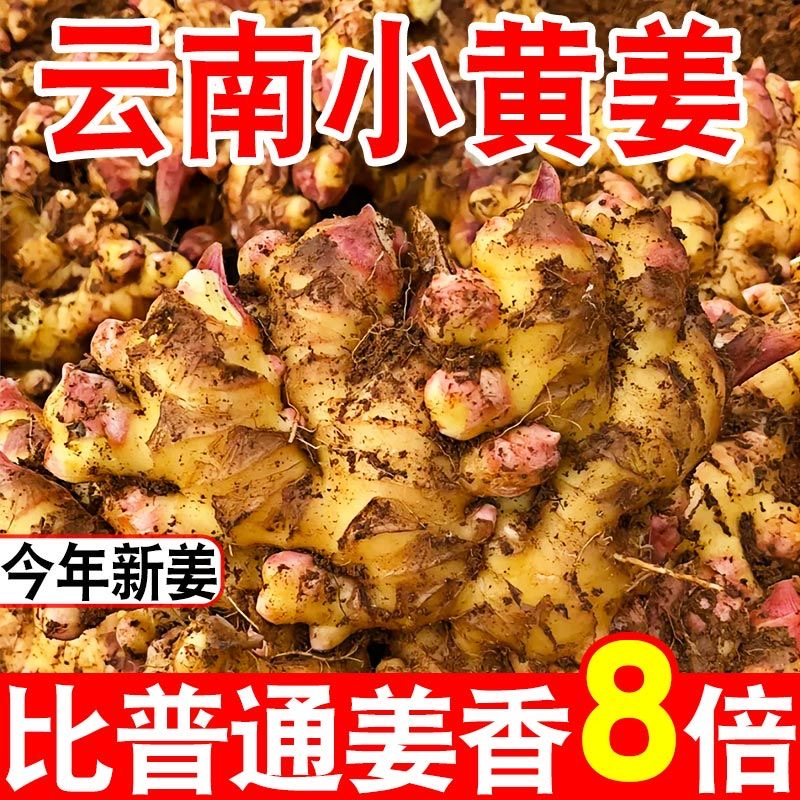 云南小黄姜生姜老姜新鲜现挖直发香辣正宗净重0.5-10斤产地直供