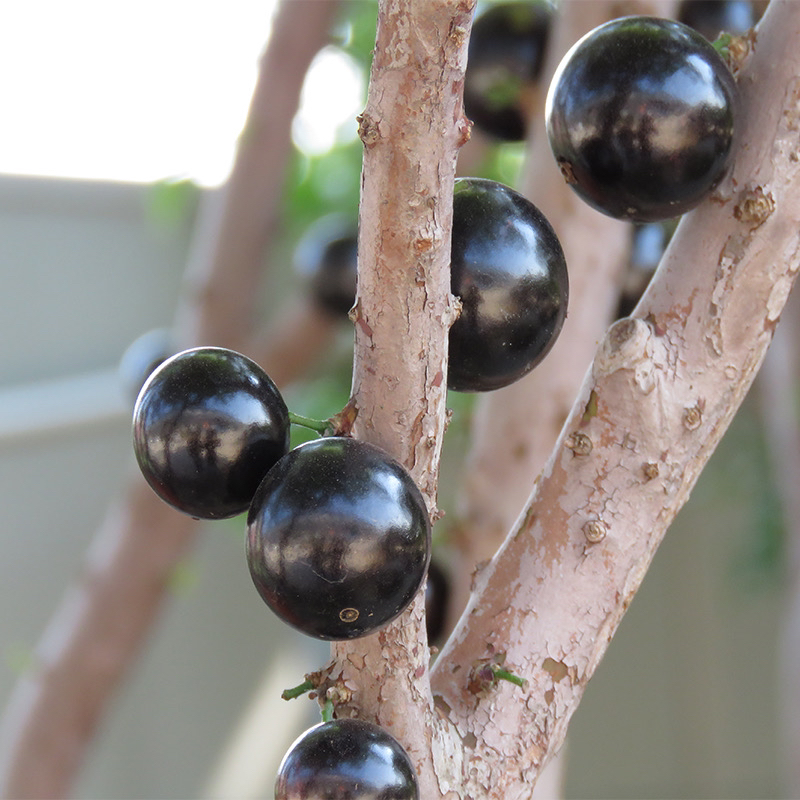 沙巴嘉宝果 带土带叶发货 专拍链接修剪成活种植苗木生长下单