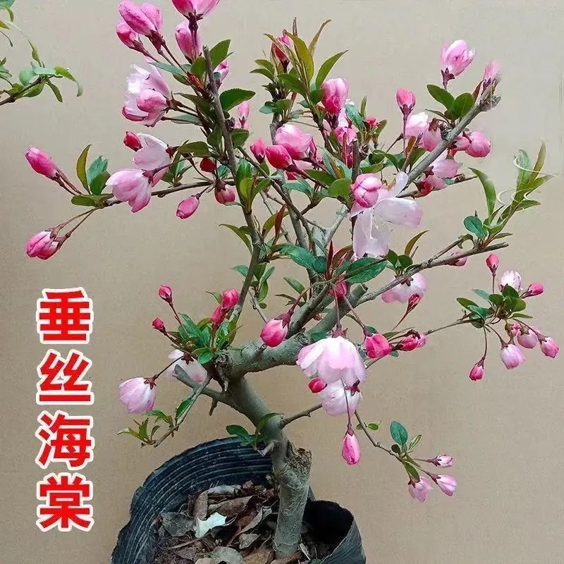 垂丝海棠美人垂丝海棠海棠大家汇