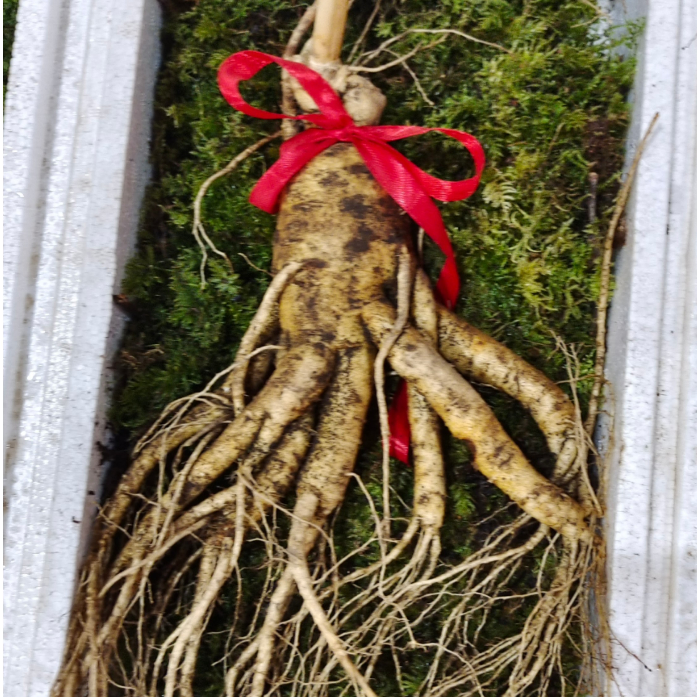 单只7两    新鲜人参   350克单只7两重