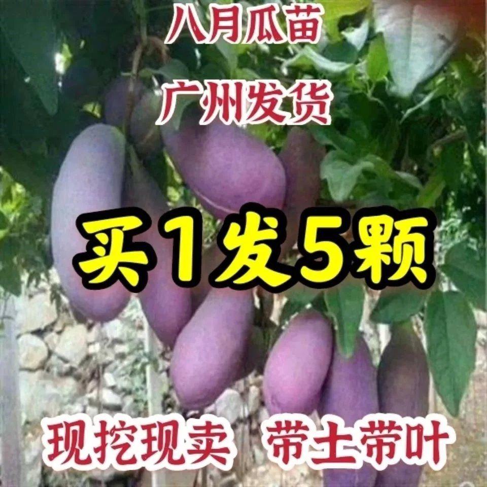 八月瓜苗当年结果无籽八月炸果苗紫树八月瓜树苗