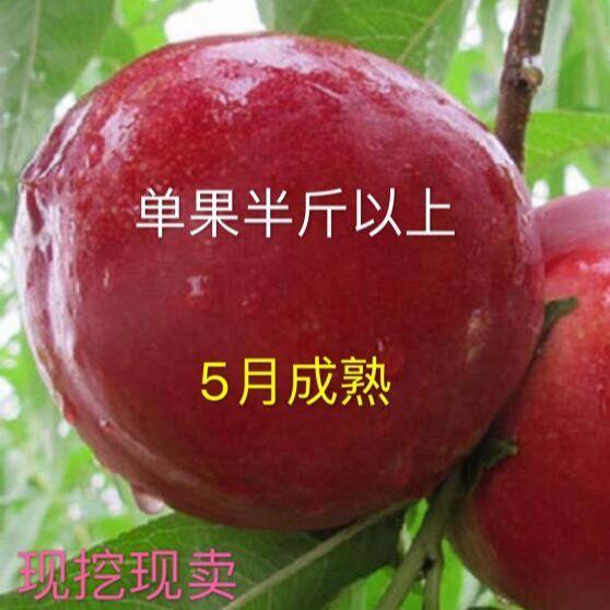 特早熟黄肉油桃新品种京蕾油桃树苗5月成熟 浓甜 丰产 单果重半斤