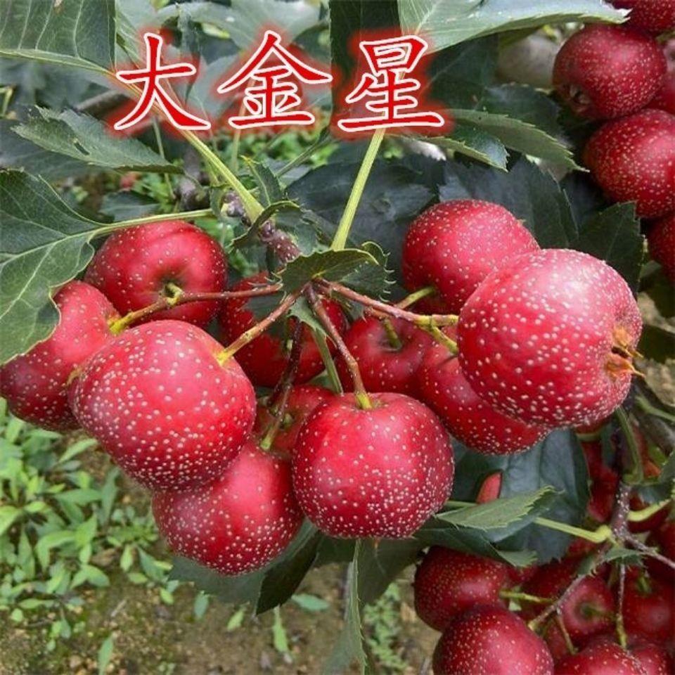 大金星山楂树苗嫁接山楂树苗特大无籽山楂苗盆栽地栽南方北方种植