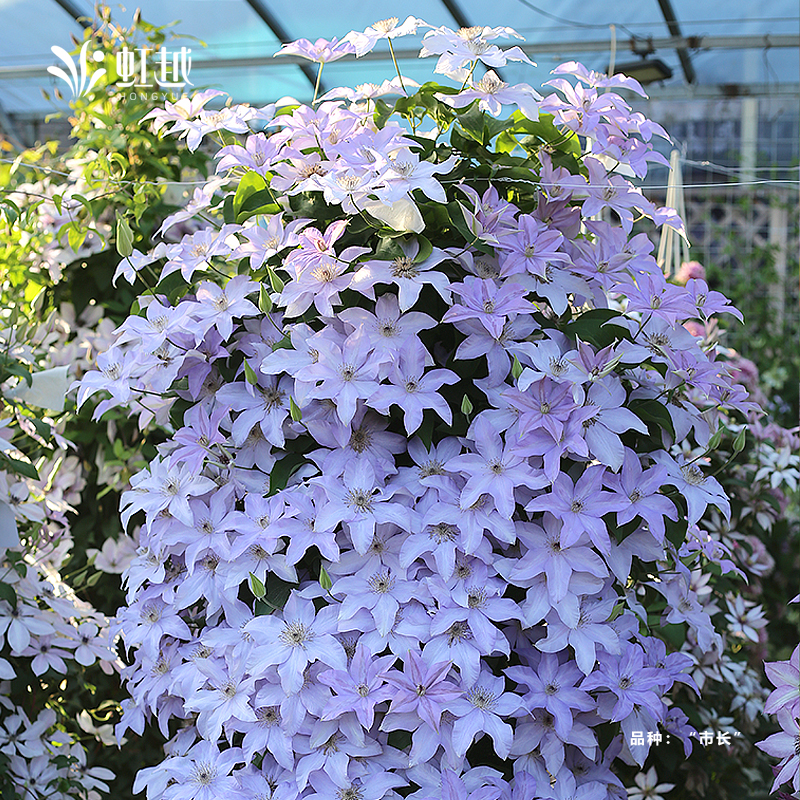 虹越 | 铁线莲6升大苗合集 花墙花柱爬墙藤本植物好养耐寒多年