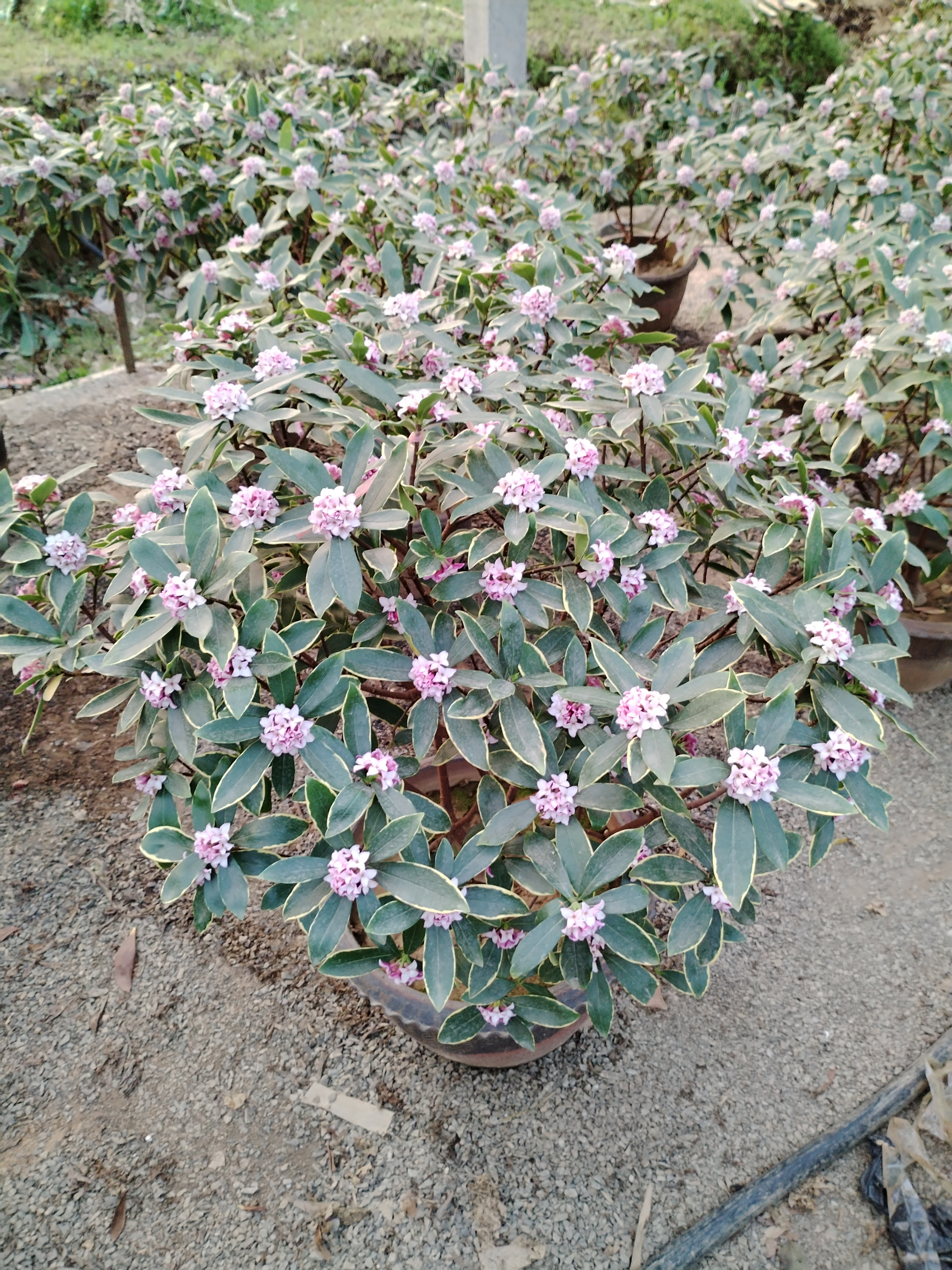 金边瑞香苗浓香型盆栽耐寒盆栽年宵花卉基地发货