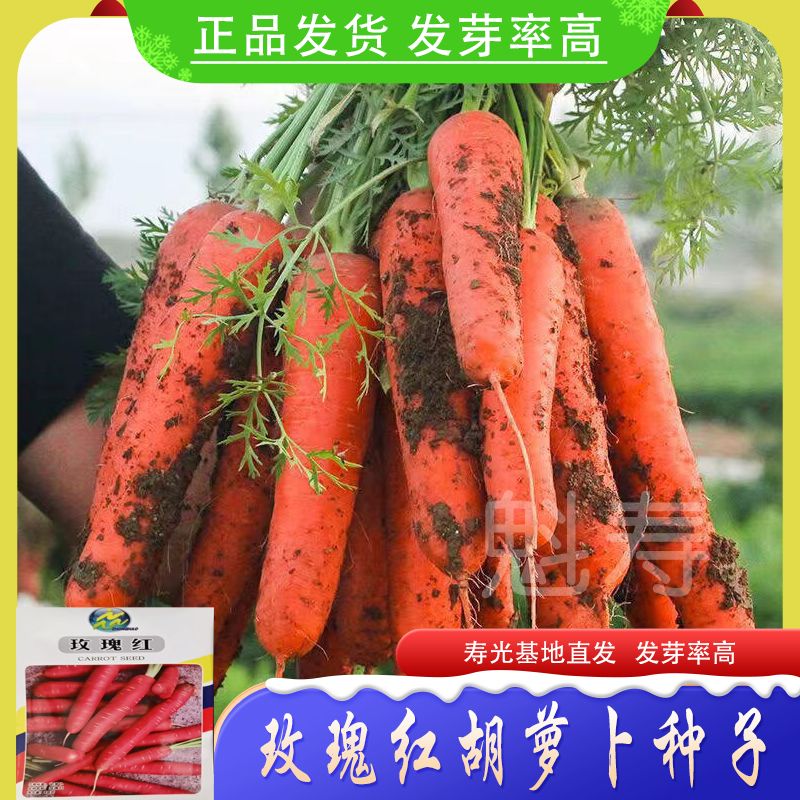 透心红胡萝卜种籽玫瑰红水果胡萝卜种子易种高产耐热耐寒萝卜种子