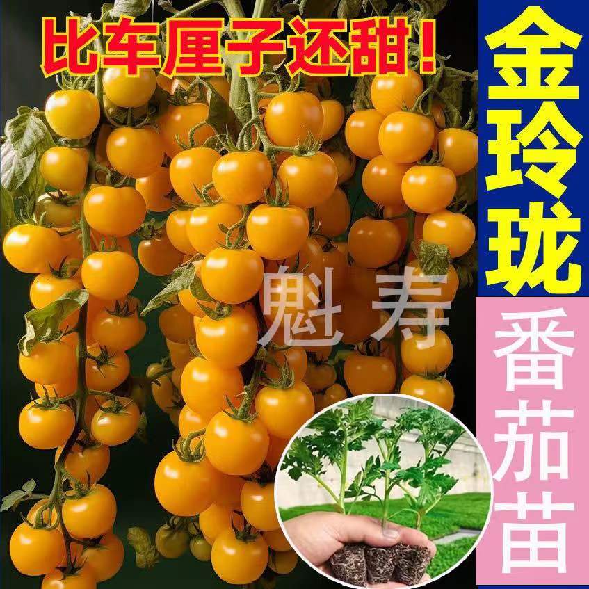 金玲珑番茄苗四季盆栽阳台高产皮薄超甜圣女果西红柿春秋秧苗种苗