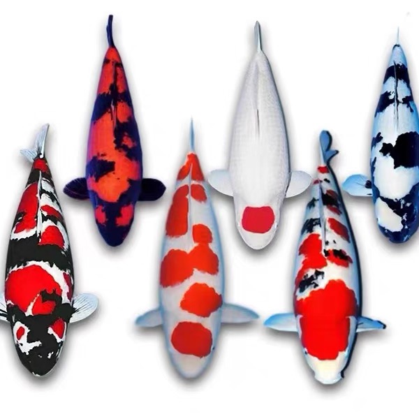 ②慧福渔业锦鲤观赏鱼冷水鱼红白40cm-60cm品相尺寸以直播间为准