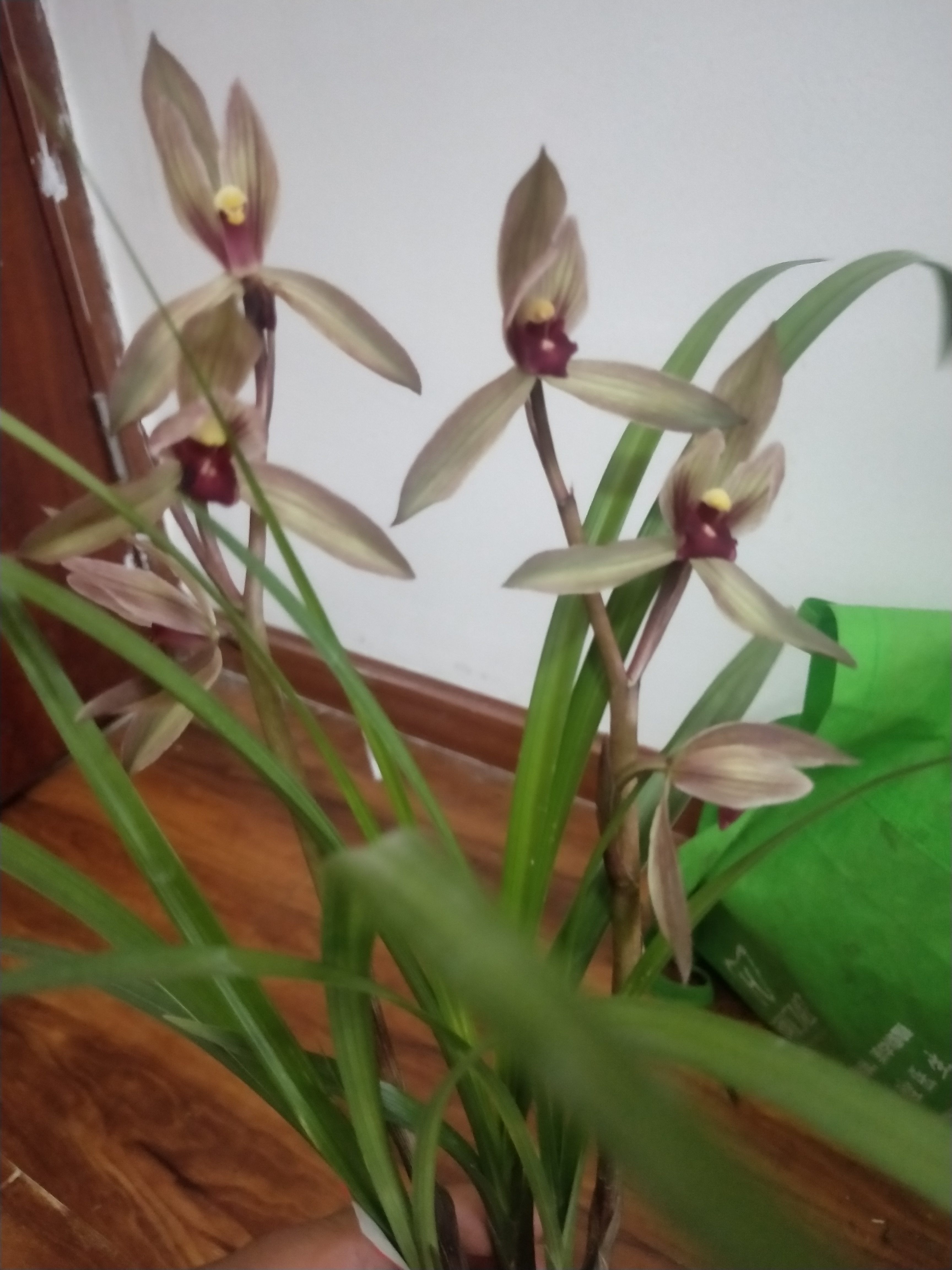 红颜兰花苗浓香型四季开花室内外绿植好养花卉