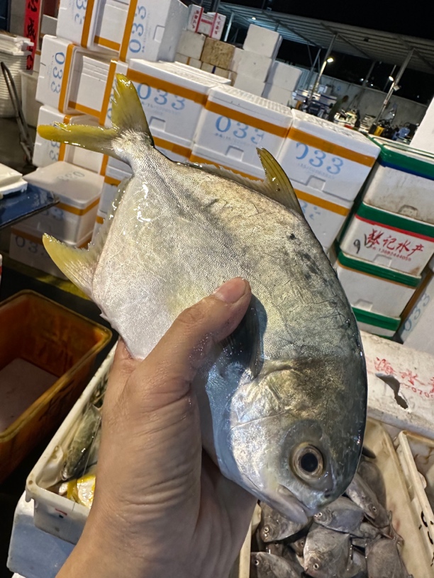 广东湛江 海金鲳4斤