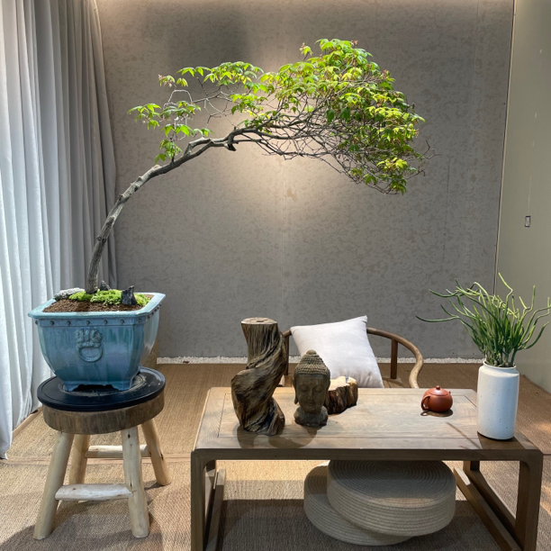 海岛春花 老桩老盆口 意境盆景