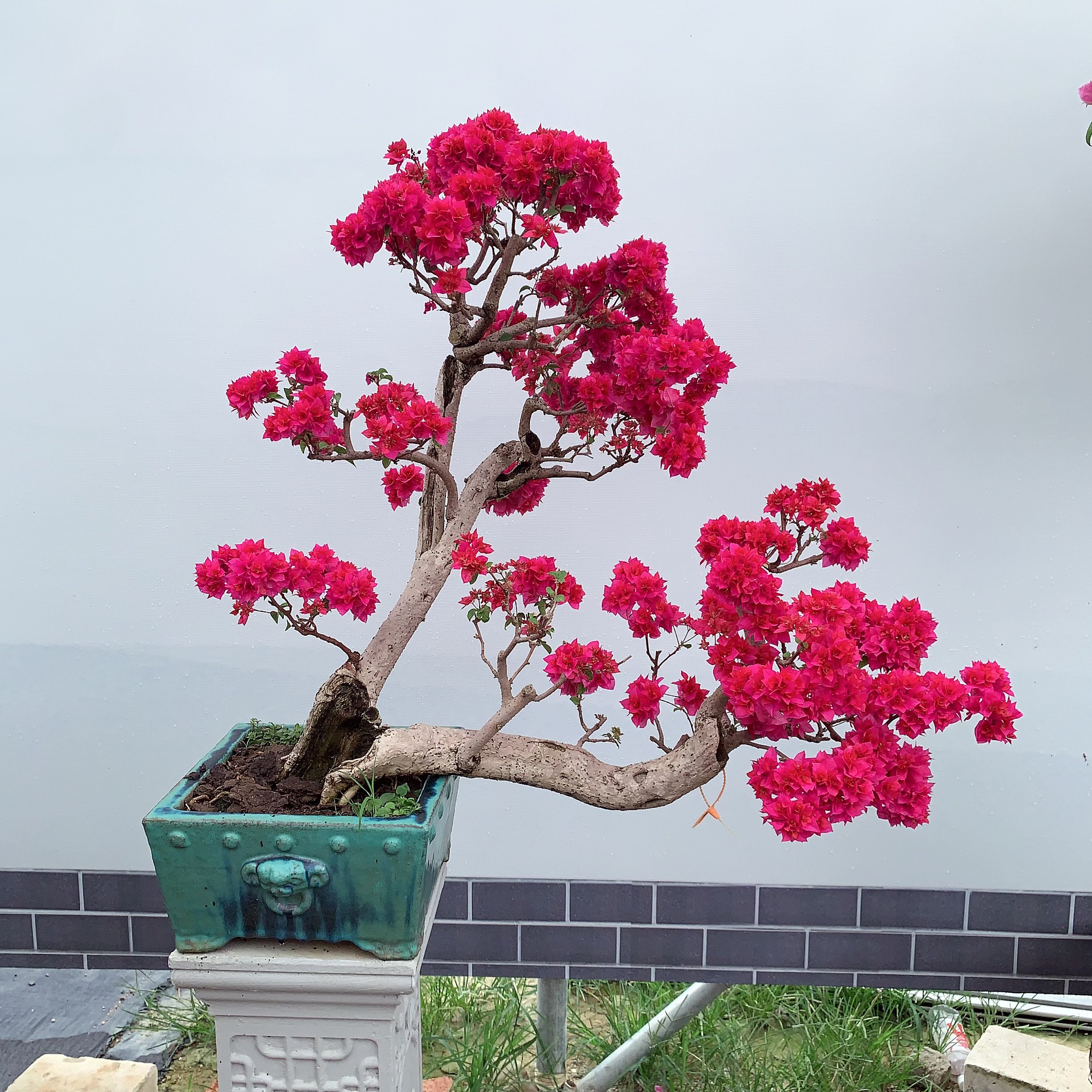 三角梅老桩盆景一物一拍