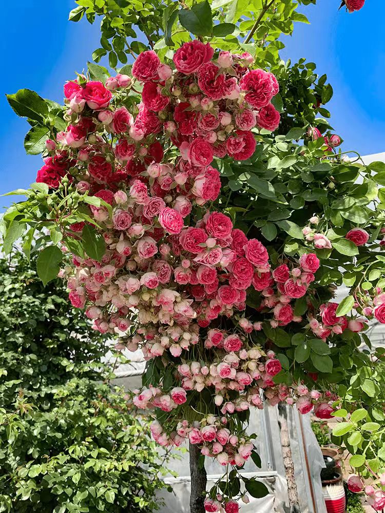 欧月爬藤系列月季花《胭脂扣》大型花墙拱门庭院栽培美观专业苗种植