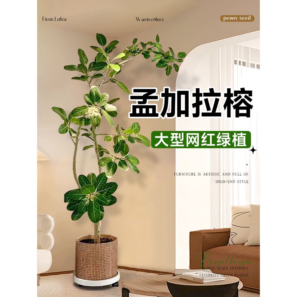 一物一拍孟加拉榕老桩盆栽大型绿植办公室内客厅落地式大号