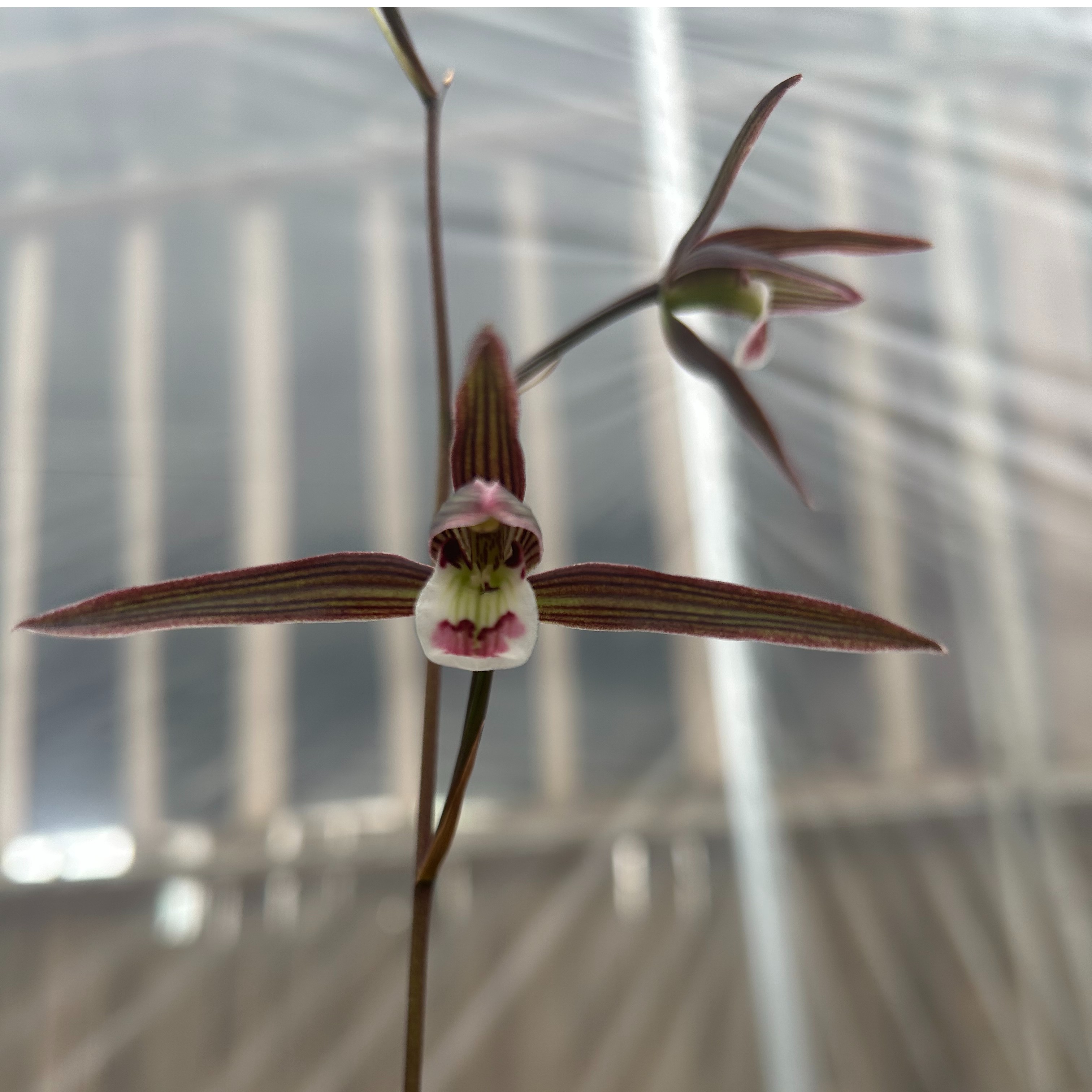 兰花寒兰细叶国画之美醉美寒兰室内外客厅好养活花卉盆栽绿植