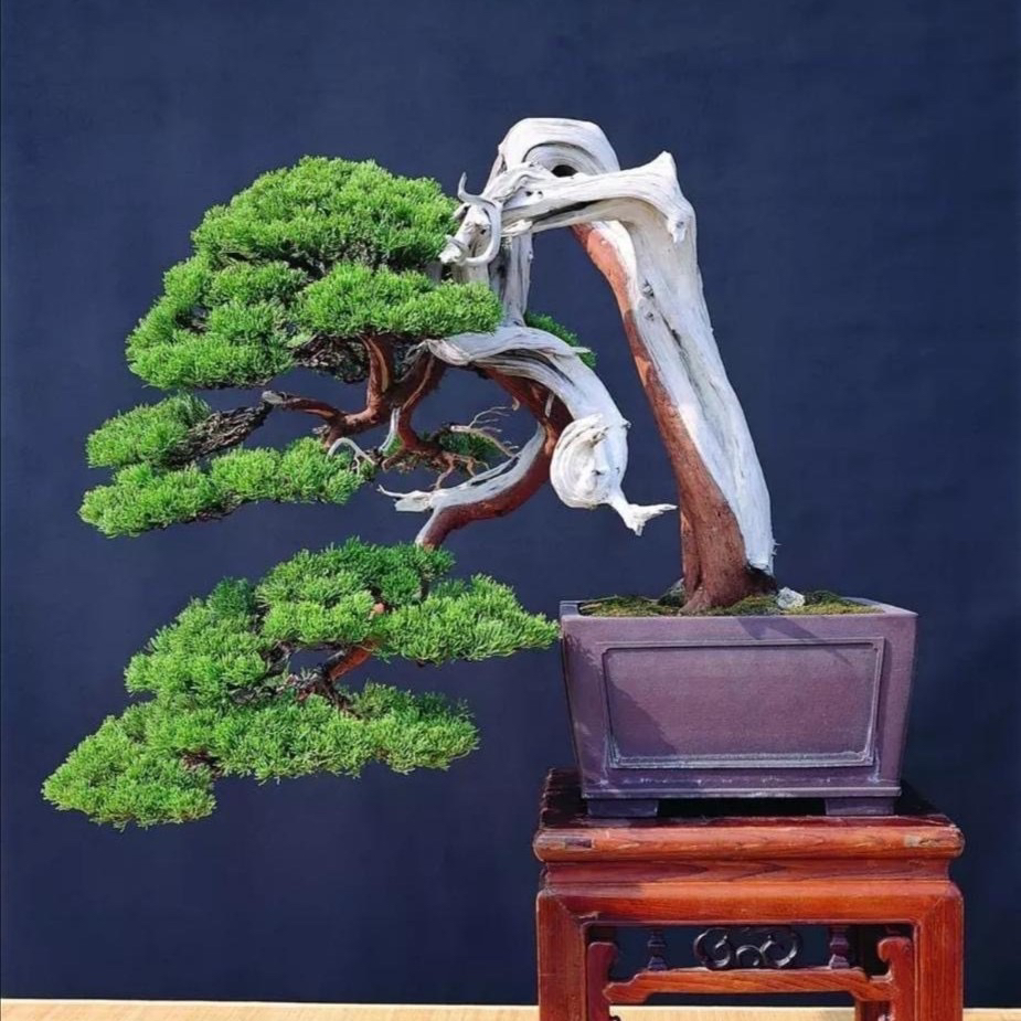 精品罗汉松一物一拍链接