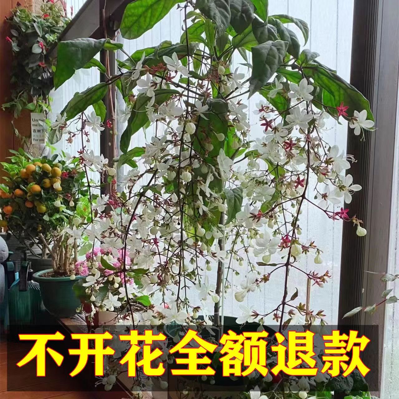 【买一送一】新品珍稀品种垂丝茉莉垂吊室内绿植盆栽四季开花浓香型