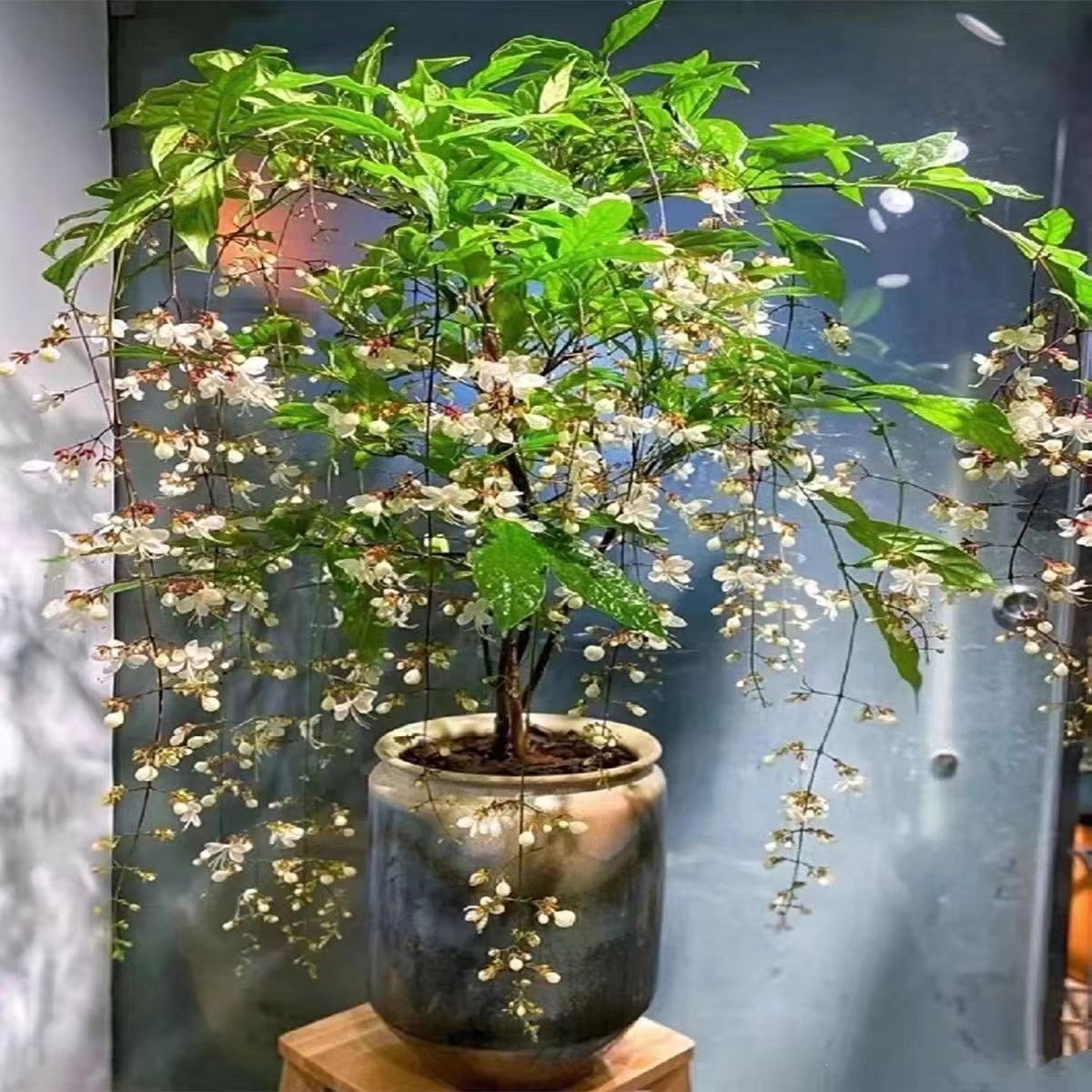 【30天开花】珍稀品种垂丝茉莉垂吊室内绿植物盆栽四季开花浓香型