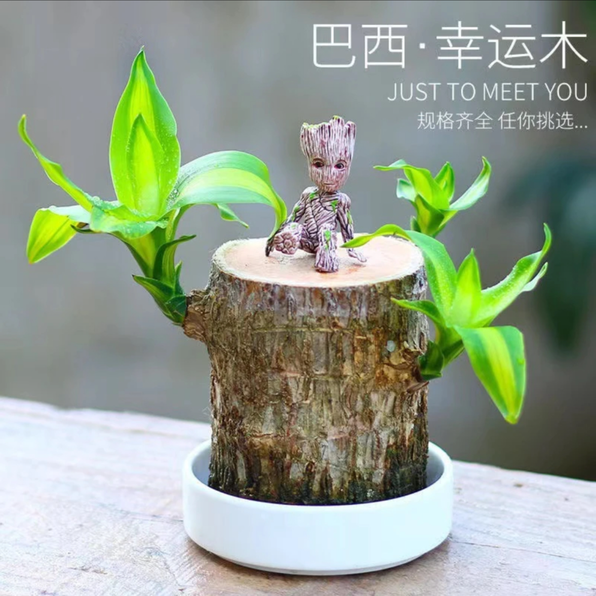 【巴西木幸运木】水培植物寓意好运遇水就活办公桌面摆件商品图