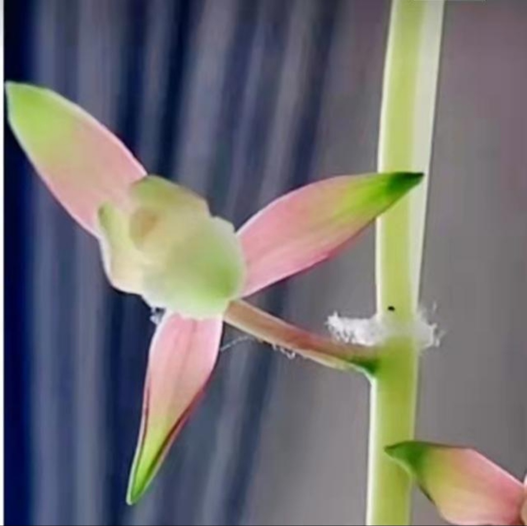 组培惠兰兰草彩云追月瓶苗彩素花已练苗好养易活基因稳定兰花东方