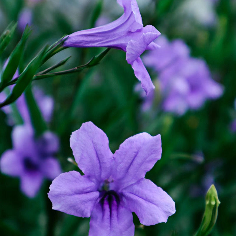 高杆翠芦莉多年生兰花草蓝紫色花朵耐热耐阴庭院阳台花期长