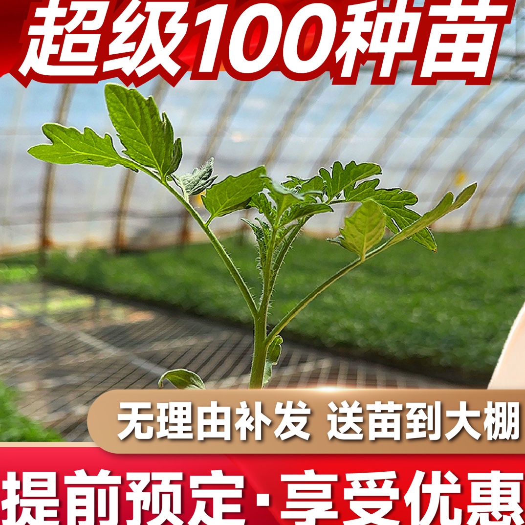 超级100种苗预定1000颗
