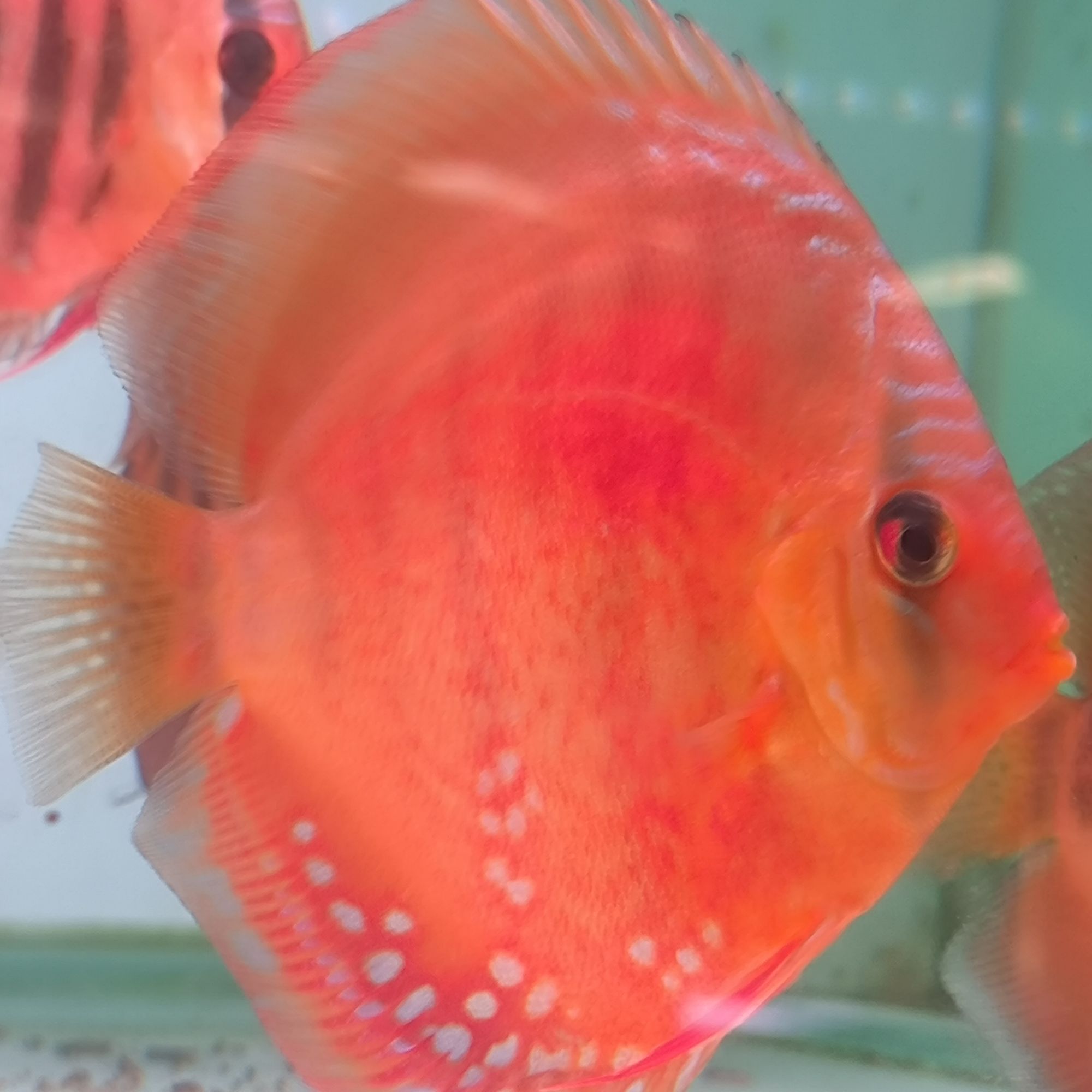 鱼之河红彩F1（8CM-9CM）包尾七彩神仙热带小鱼观赏鱼发货活体