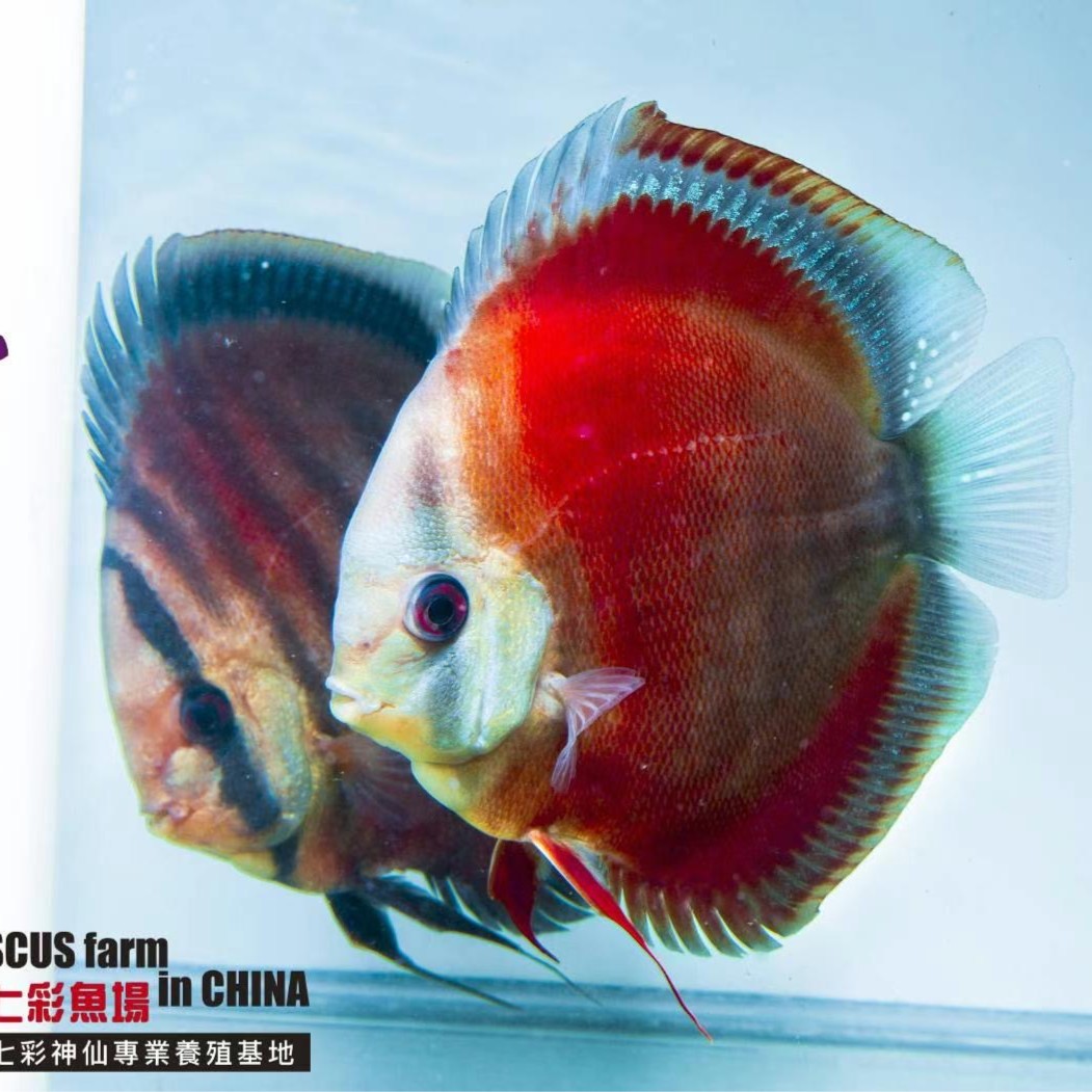 鱼之河【紫艳】七彩神仙鱼热带观赏鱼小鱼观赏鱼发货