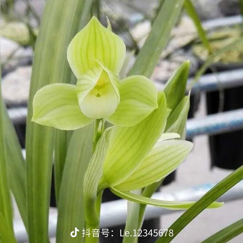 浓香兰花，春兰， 春剑，蕙兰，红香妃，