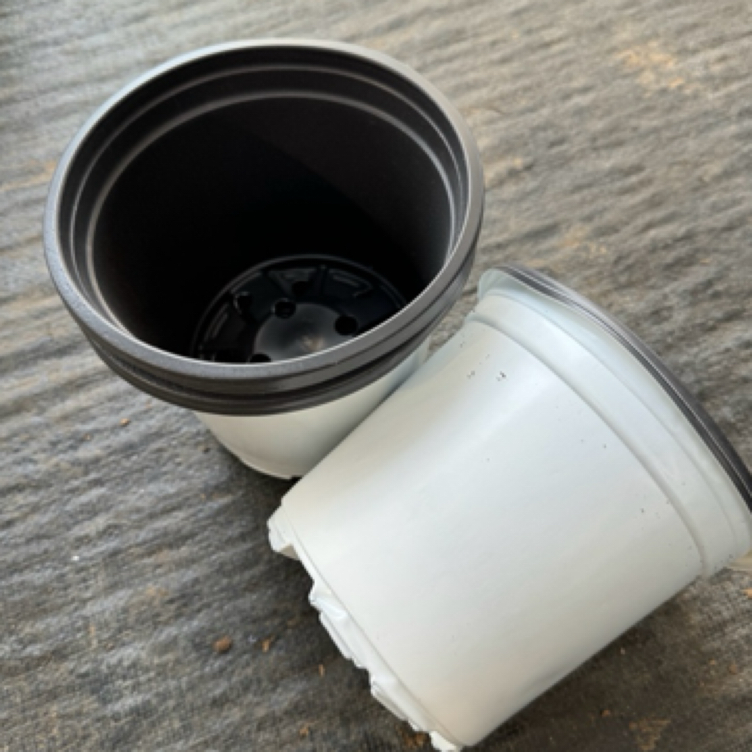 花花专用 130气质软白盆（十个）