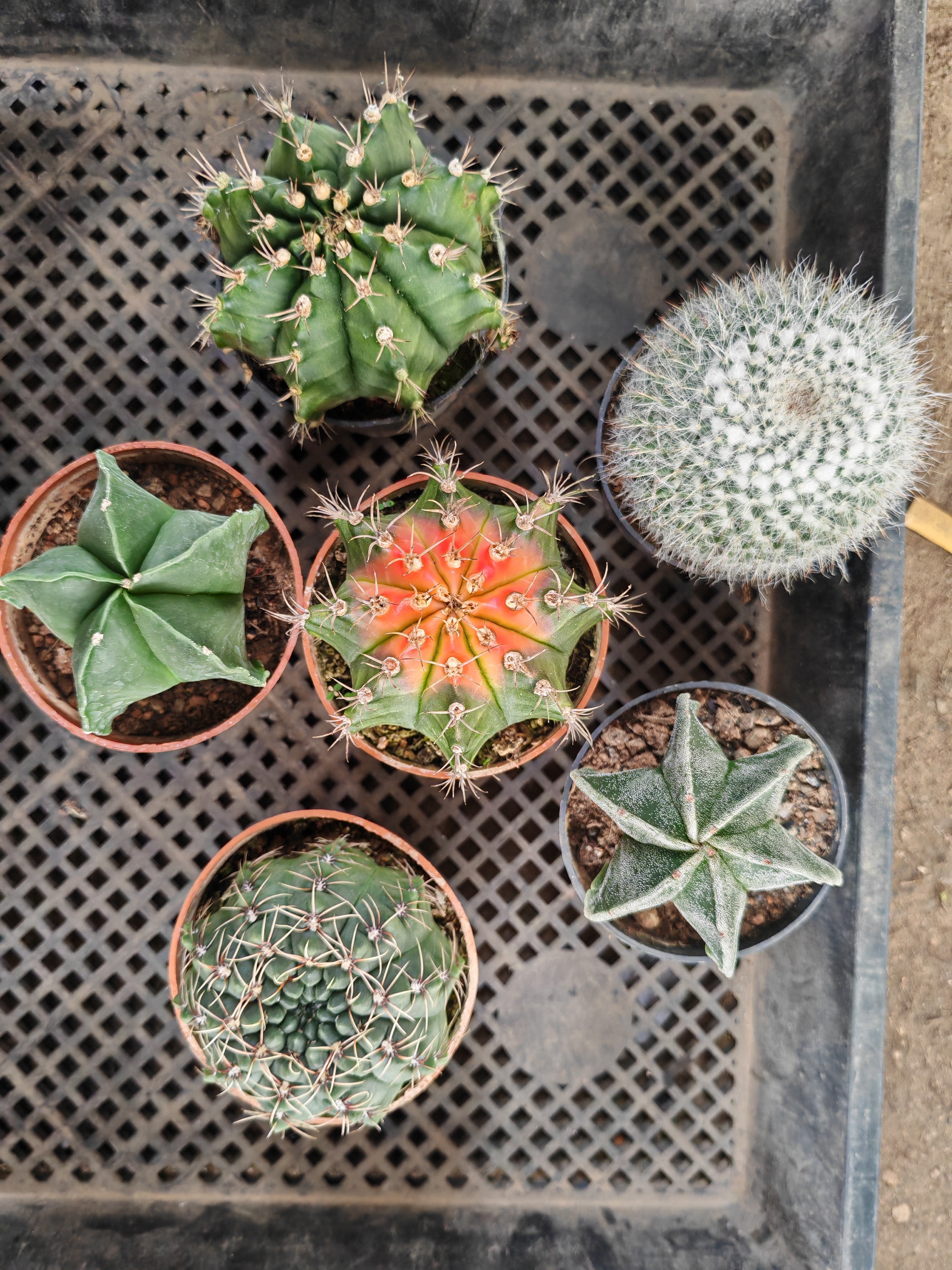 仙人球套餐 六六大顺