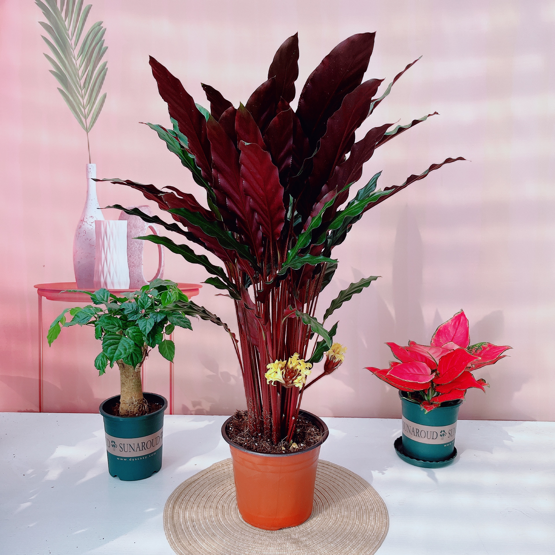 盆栽绿植紫背竹芋青松大苗盆栽A级原盆原土发货室内耐阴室内绿植