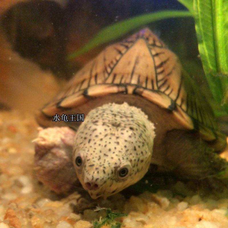 水龟王国直播选龟链接直播选龟链接1号直播链接