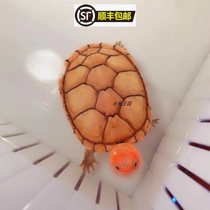 水龟王国乌龟红面蛋龟苗红脸蛋龟观赏龟深水乌龟水龟乌龟观赏龟