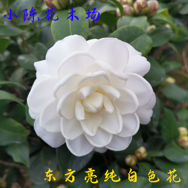 【东方亮】纯白色山茶花盆栽小苗水晶白白茶花树苗室内外地栽耐寒热