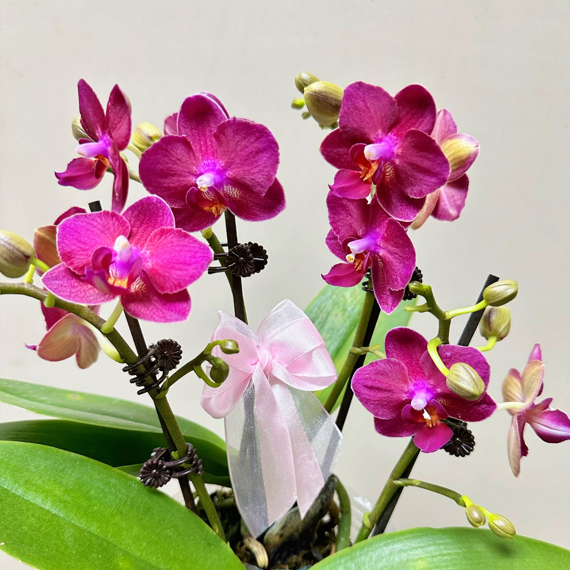 【甜心公主】蝴蝶兰（红色系带香味）喜庆办公室客厅冬季不消苞